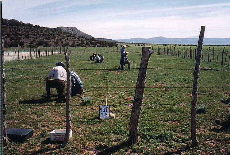 Sampling Vegitation and Ground Cover with 10-Point Frame, Spring 1997