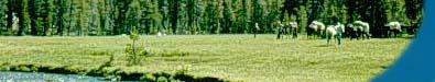 photograph: Meadow and Pack Horses