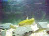 Catfish-3.jpg (3546 bytes)