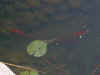 Im000125.jpg (2973 bytes)