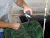cat-in-hand.jpg (6631 bytes)