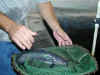 cat-in-net.jpg (8213 bytes)