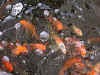 fish-greenhouse3.jpg (11681 bytes)