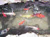 koi-1.jpg (11359 bytes)