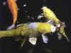 koi-2.jpg (5953 bytes)