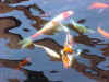 koi-3.jpg (7456 bytes)