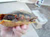 painted-turtle2.jpg (6759 bytes)