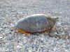 painted-turtle.jpg (10895 bytes)
