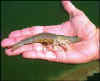 shrimp.jpg (4446 bytes)