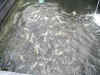 tilapia-splashin.jpg (9167 bytes)