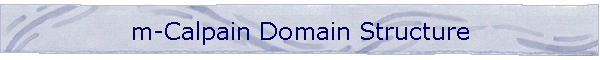 m-Calpain Domain Structure