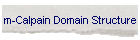 m-Calpain Domain Structure