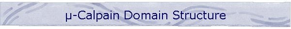 -Calpain Domain Structure