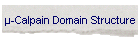 -Calpain Domain Structure