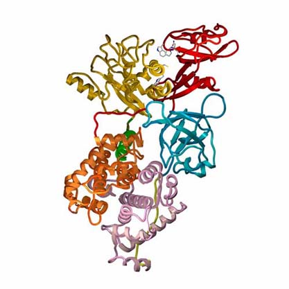 Ribbon structure of human m-calpain