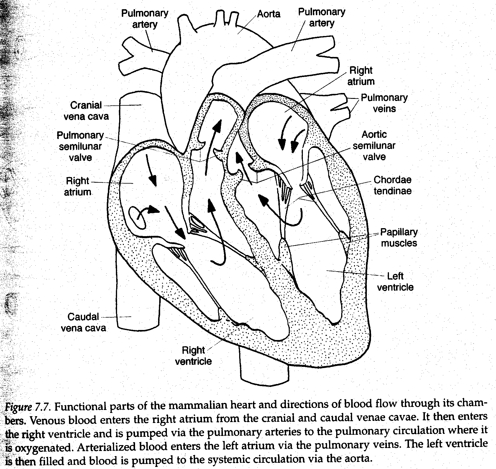 The Cardiovascular System