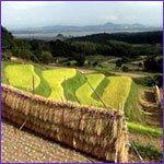 Rice Paddy in the Philippines