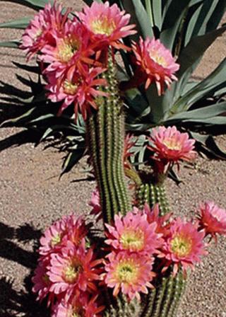 Trichocereus cacti in flower, torch cacti (Jack Kelly / UA Cooperative Extension)