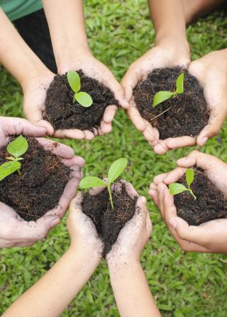circle of five hands holding sapling in soil surface (shutterstock:160456742 (C) paulaphoto)