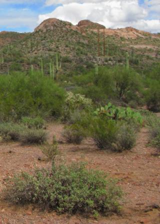 desert landscape shrubs, saguaros, cacti and desert soil (CanStockPhoto:1237987 (C) EuToch)
