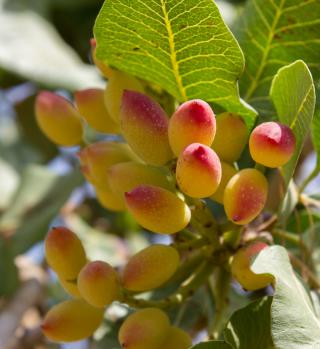 cluster of pistachio fruit on tree