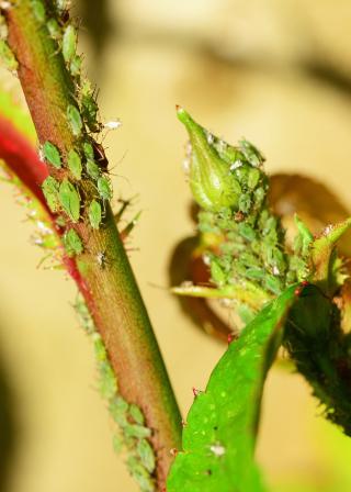 Aphids On Plants, Aphid midge larvae (Pixabay CC0:328587 / PollyDot)