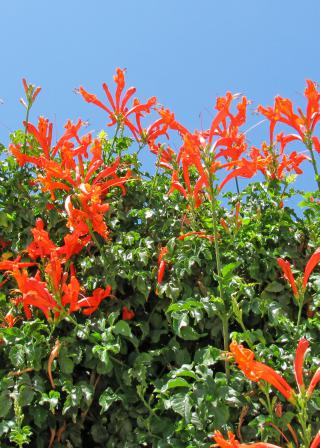red-orange flower Cape honeysuckle shrub (CanStockPhoto:3900293 (C) Dikti)