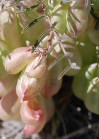 Halfmoon locoweed (Astragalus allochrous var. playanus) with pods (Susan Pater / UA Cooperative Extension)
