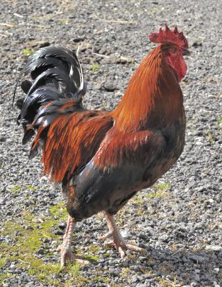 black/red colored Welsummer rooster, side profile (iStockphoto:24808942 (C) sanddebeautheil)