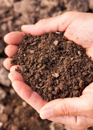 soil being held cupped in hands (CanStockPhoto:8265849 (C) borojoint)