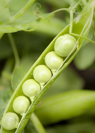 fresh green peas growing in home vegetable garden (shutterstock_74055610 (C) Ann Worthy)