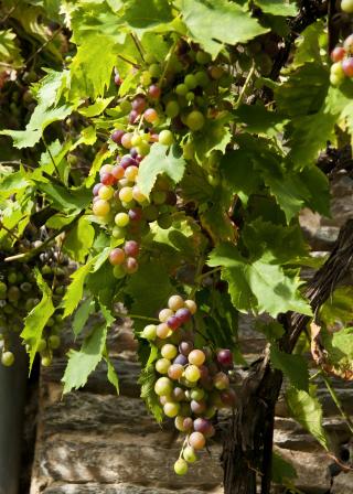 grape vine with clusters of grapes (Pixabay CC0:323175 / gama)