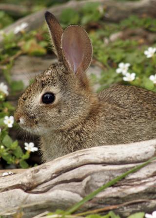 small cottontail rabbit behind log with white wildflowers in background (iStockphoto:1618497 (C) kevdog818)