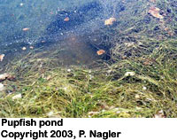 desert pupfish pond