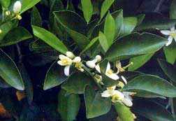 Photo of citrus blooms and leaves