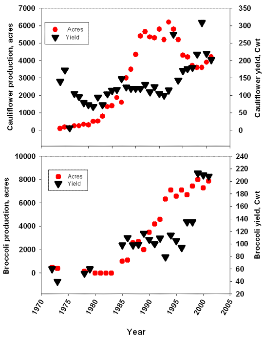 Two graphs of broccoli and cauliflower acres and yield (cwt) production in Yuma County from 1965 to 2001. Sources Agriculture Statistics, 1965-2001.