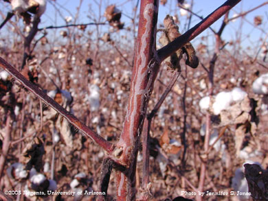 Citrus Peelminer (Marmara spp.) damage on cotton stems