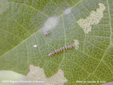 Cotton leaf perforator larva with silk shelters and exuvia on a cotton leaf in a greenhouse