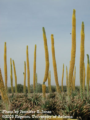 Agave plants flowering
