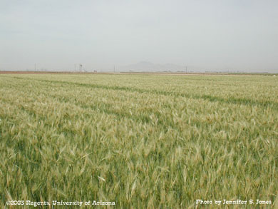 Barley field at Maricopa, Arizona