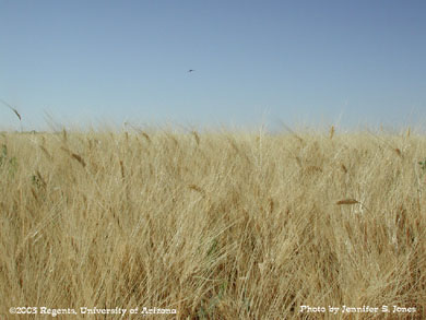 Ripe durum wheat field