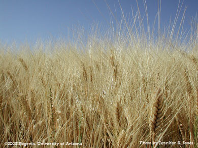 Ripening durum wheat heads