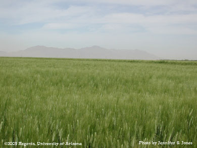 Durum wheat field in front of mountains