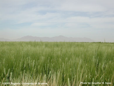 Durum wheat field in front of mountains