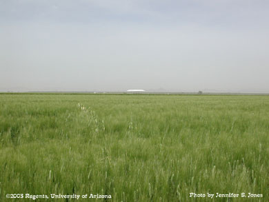 Durum wheat field   