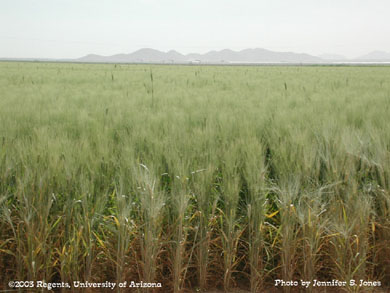 Durum wheat field   
