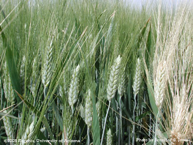 Close-up of maturing durum wheat heads