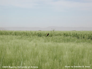 Red-Wing Blackbird (Agelaius phoeniceus) sitting in a wheat field