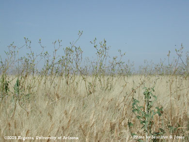 Sowthistle in a wheat field