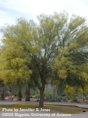 Blooming palo verde tree